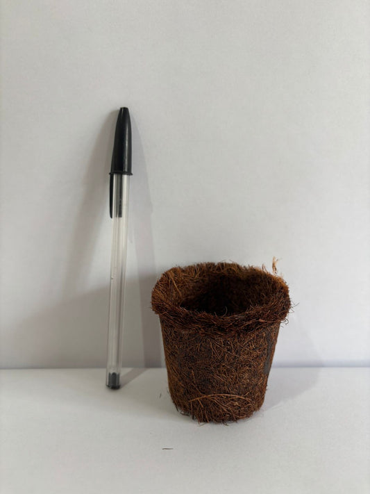 Maceta de fibra de coco 6.0 X 6.0 cm.