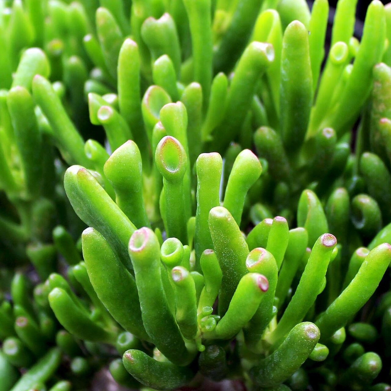 Crassula ovata gollum